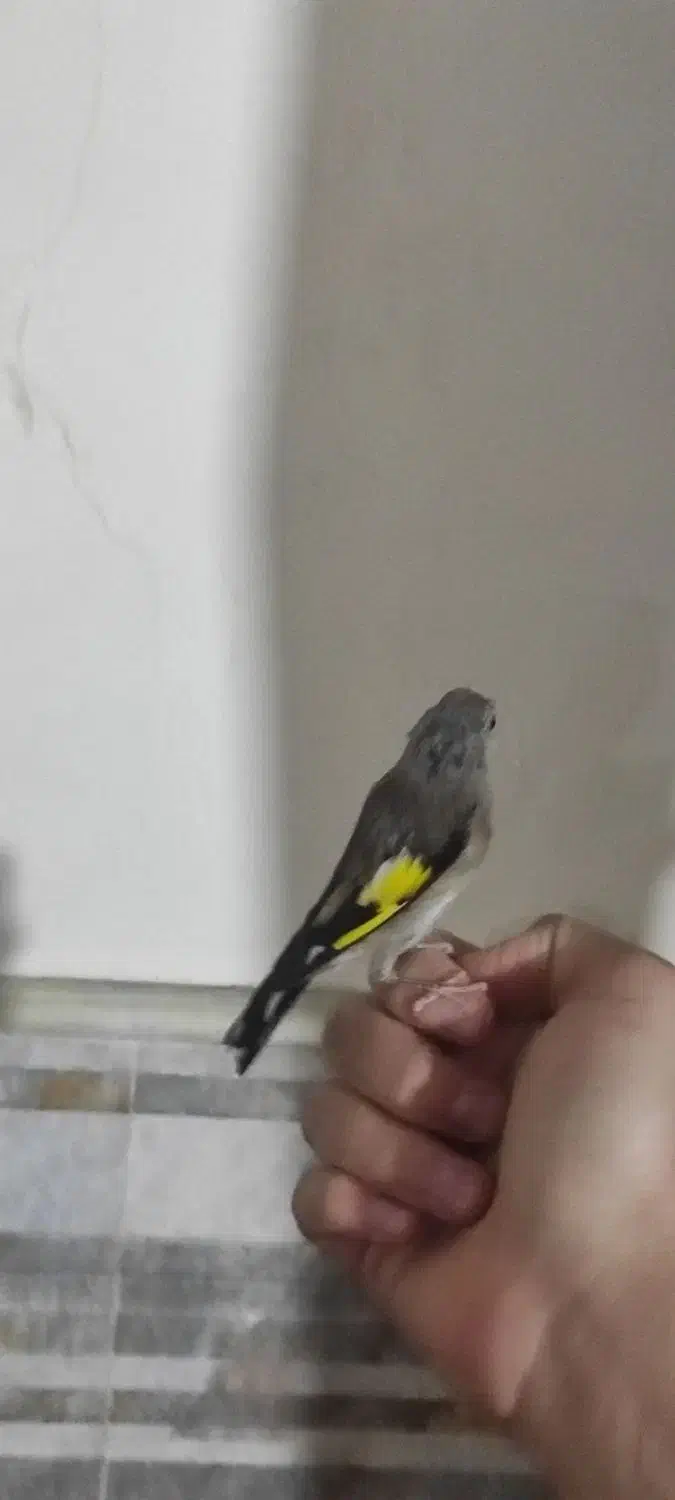 سهره نر گل انداخته|پرنده|ساوه, |دیوار