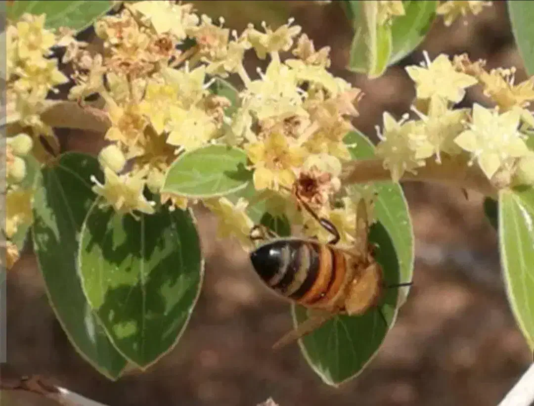 عسل کنار|خوردنی و آشامیدنی|خنج, |دیوار