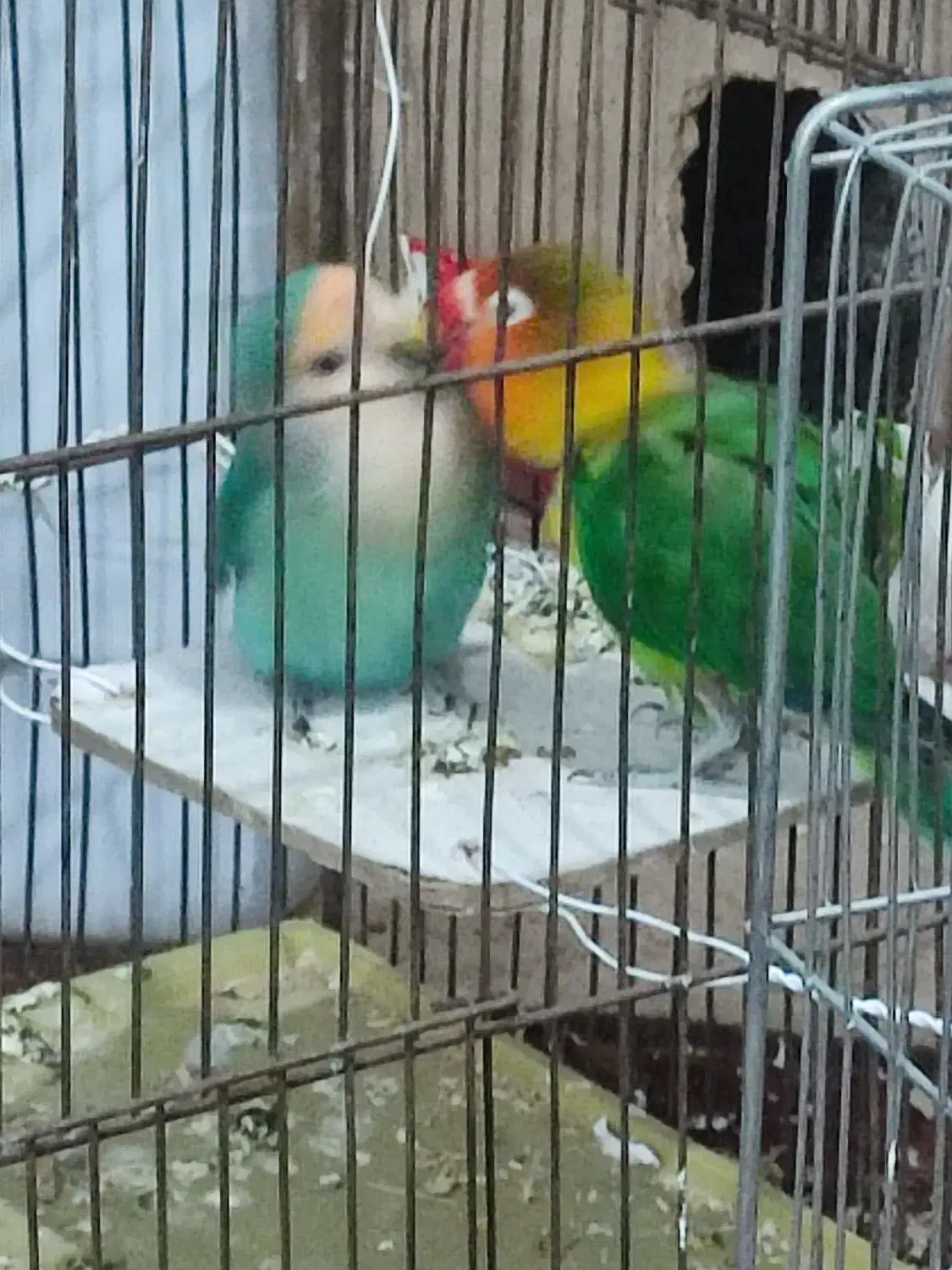 پا کوتاه برزیلی|پرنده|کهریزک, |دیوار