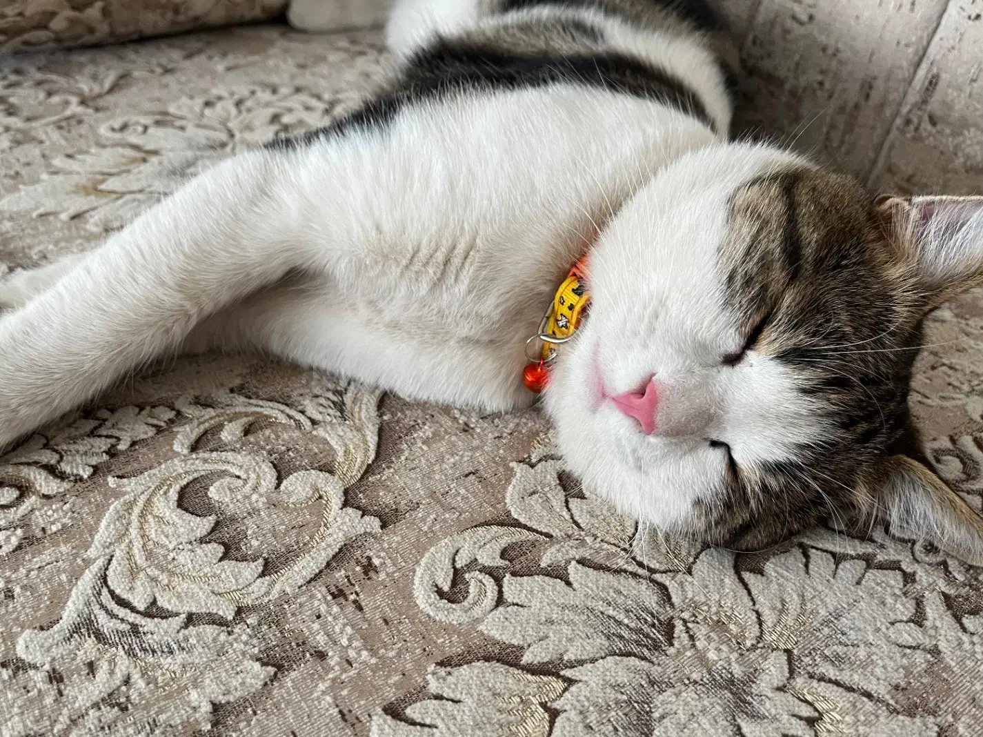 گم شده محدوده امامشهر|حیوانات|یزد, |دیوار