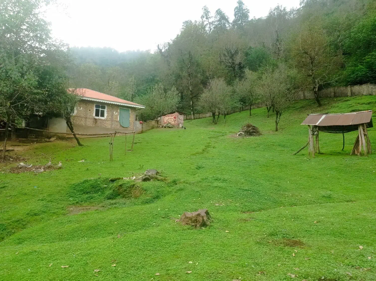 زمین مسکونی پلاک اول جنگل  ماسال|فروش زمین و ملک کلنگی|صومعه‌سرا, |دیوار