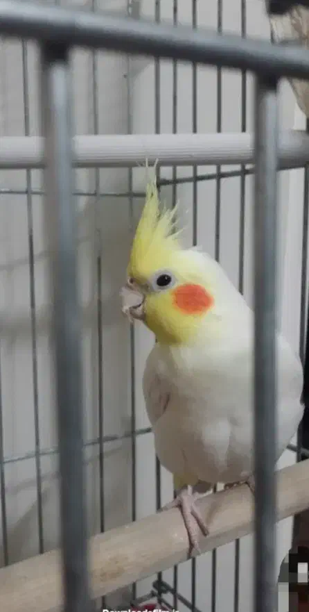 عروس هلندی  گم شده|پرنده|کارون, |دیوار