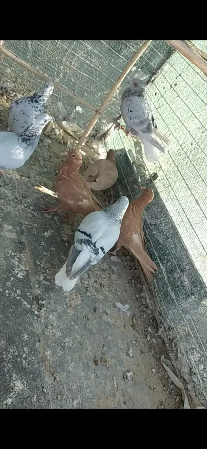 کرمانی والمانی|پرنده|قائن, |دیوار