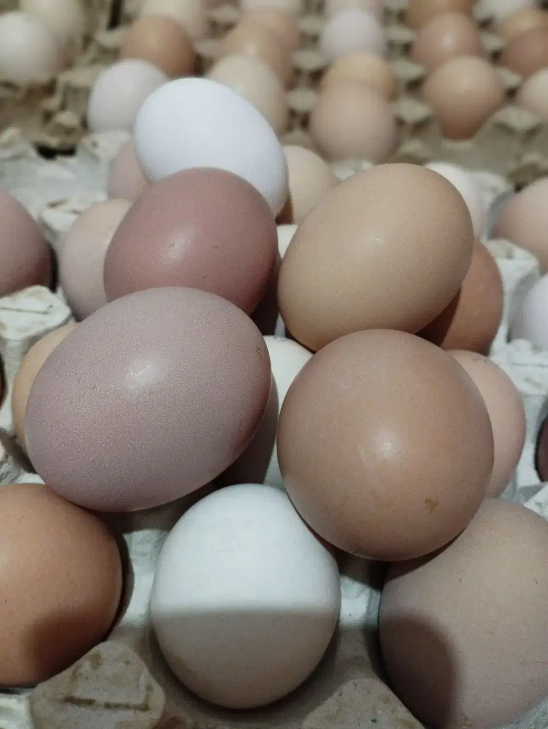 تخم مرغ نطفه دار|حیوانات مزرعه|رشت, استقامت ۲|دیوار