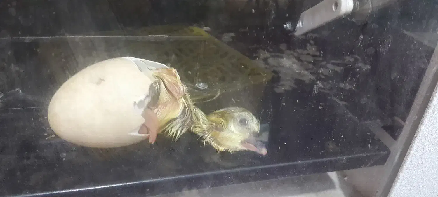 غاز و غوغاز تخم گذار از ۱۳۰۰ تا ۱۵۰۰|حیوانات مزرعه|صباشهر, |دیوار