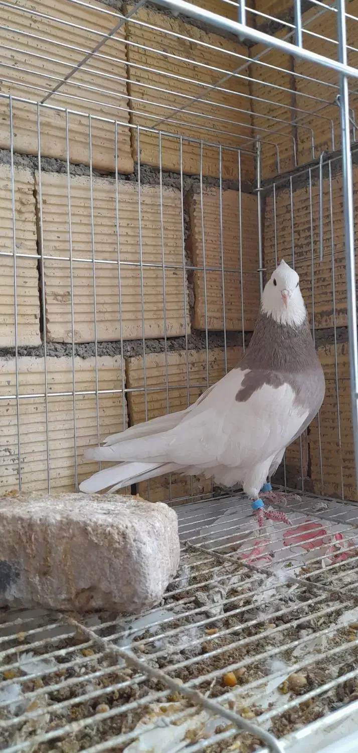 کبوتر طوقی|پرنده|کنگاور, |دیوار