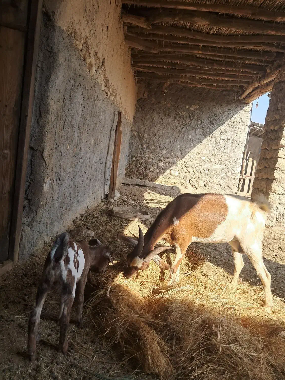 یک عدد بز همراه کره اش به فروش می‌رسد|حیوانات مزرعه|خمیر, |دیوار