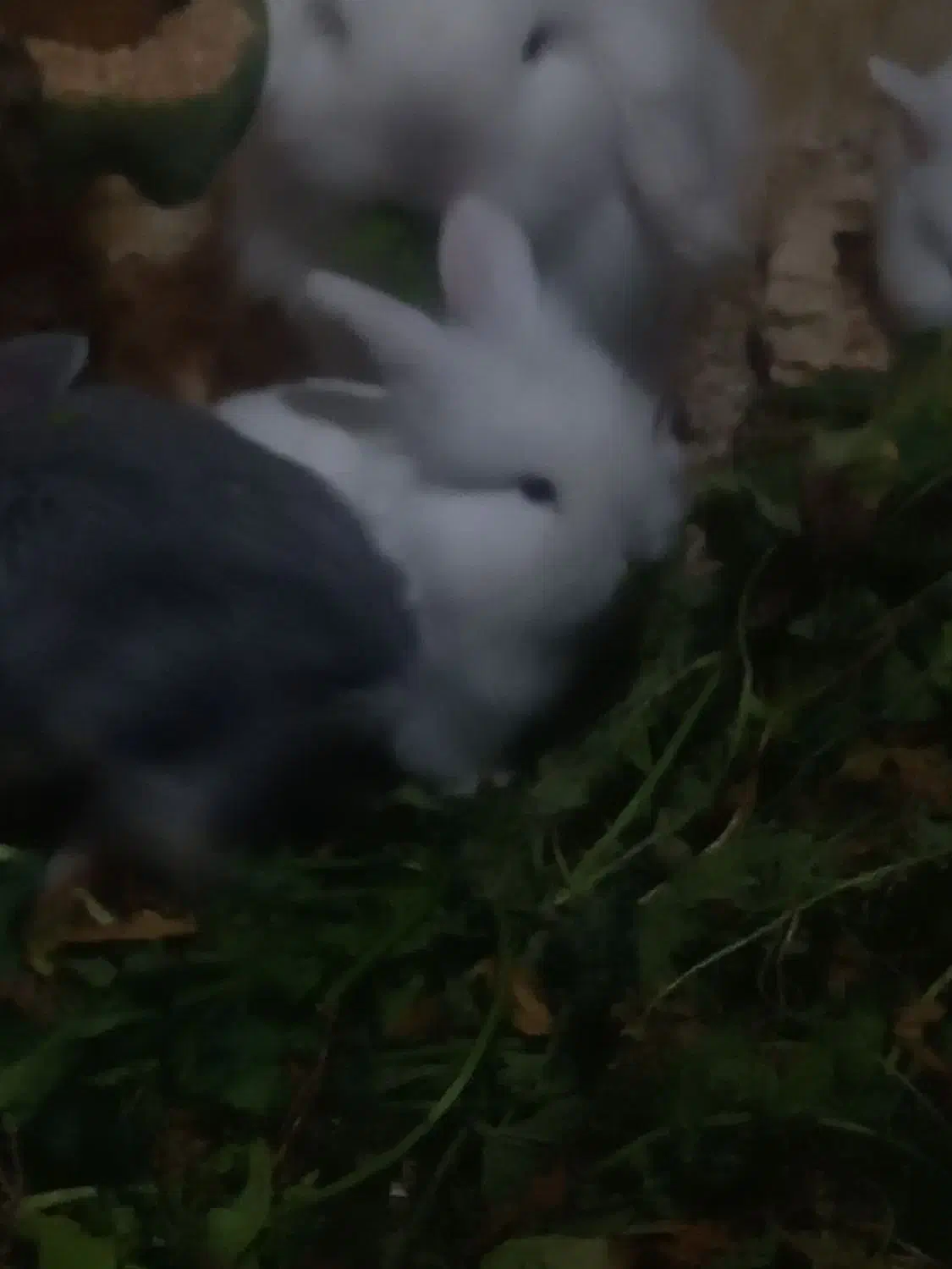 بچه خرگوشهای لوپ بازیگوش|موش و خرگوش|یزد, |دیوار