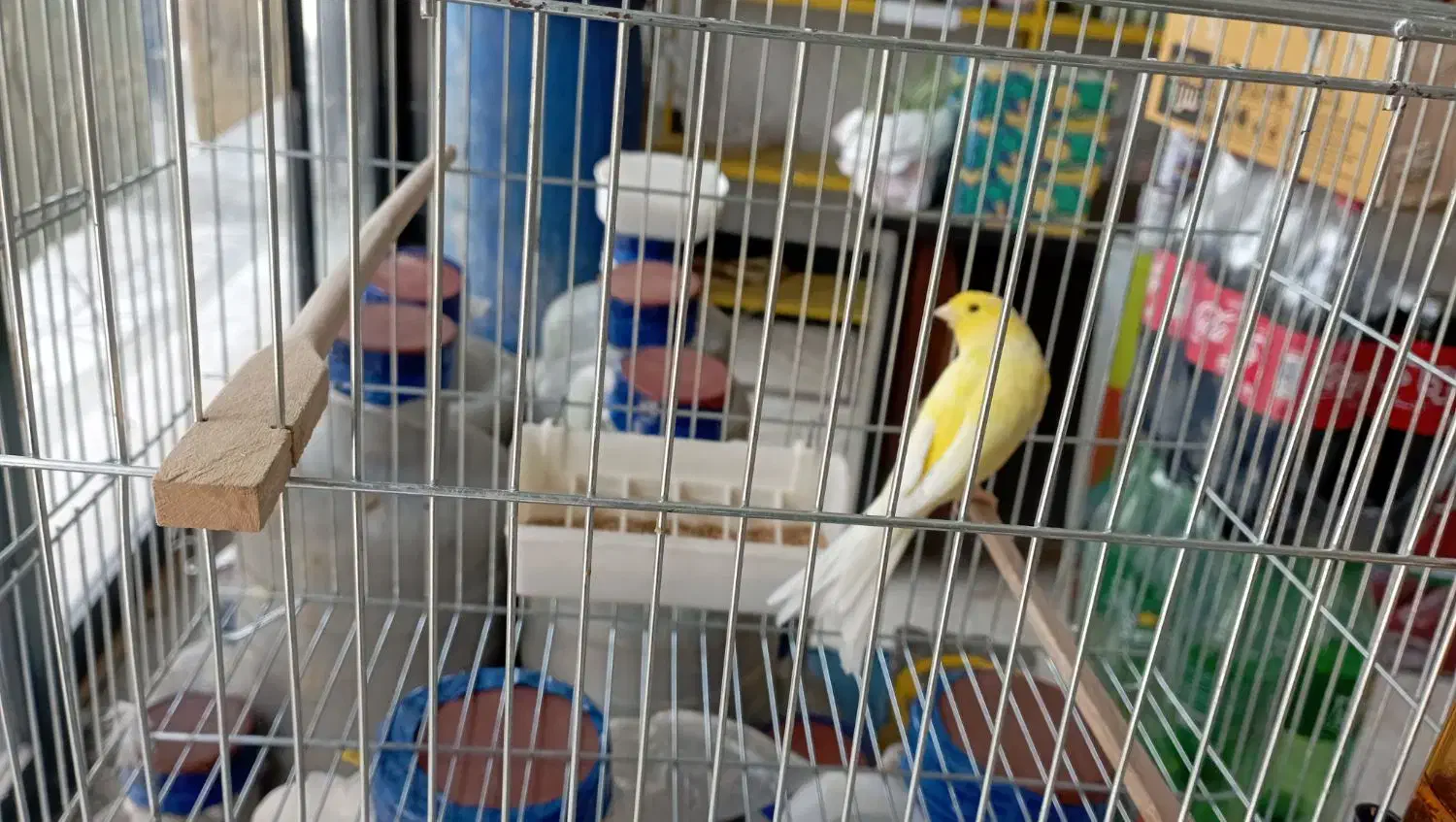 قناری نر|پرنده|نسیم‌شهر, |دیوار