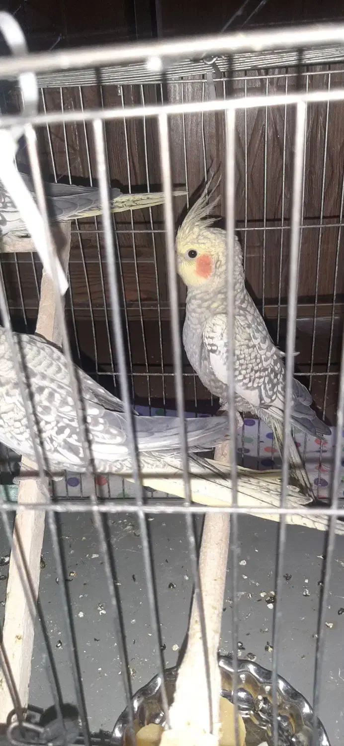 عروس هلندی نر وماده بالغ تازه جفت شدن|پرنده|سنندج, |دیوار