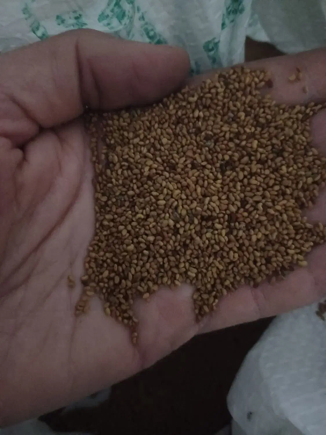 بذر یونجه مارال تضمینی|گل و گیاه طبیعی|سنقر, |دیوار