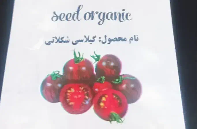 معجزه ای در کاشت گوجه|عمده‌فروشی|شیراز, کوی زهرا|دیوار