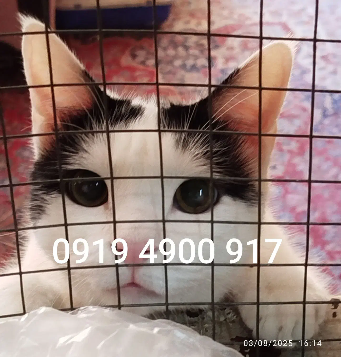 سیم کارت 0919بسیار رند و بیاد ماندنی|سیمکارت|تهران, شوش|دیوار