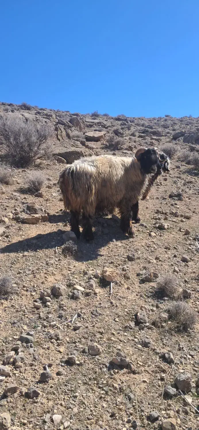 قوچ|حیوانات مزرعه|مرودشت, نقش رستم|دیوار