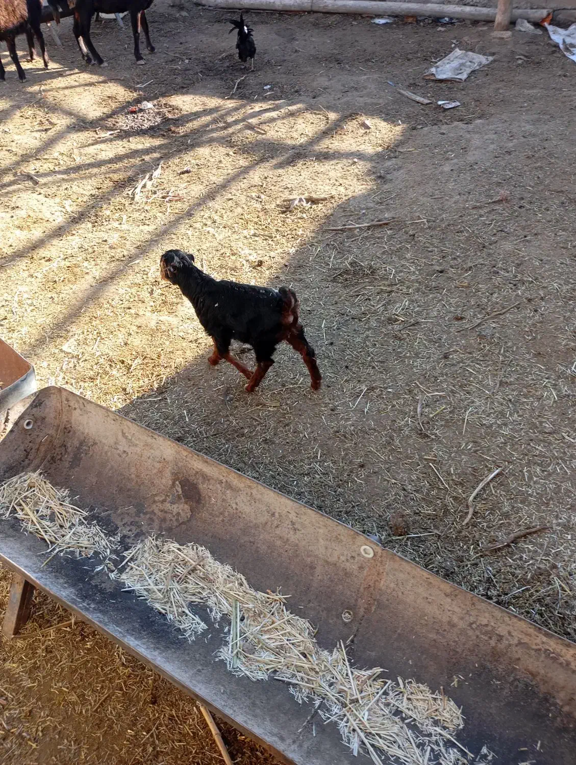 کهره شیری|حیوانات مزرعه|مرودشت, بیست متری بیمارستان|دیوار