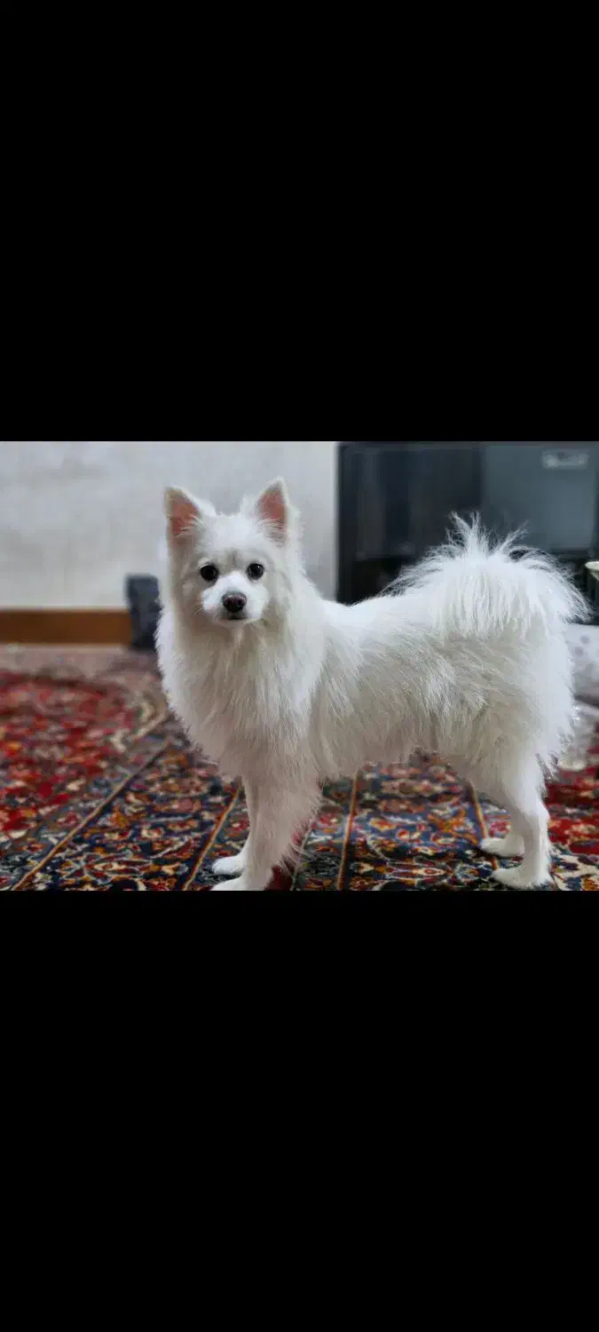 سگ پامر|سگ|خرمآباد, |دیوار