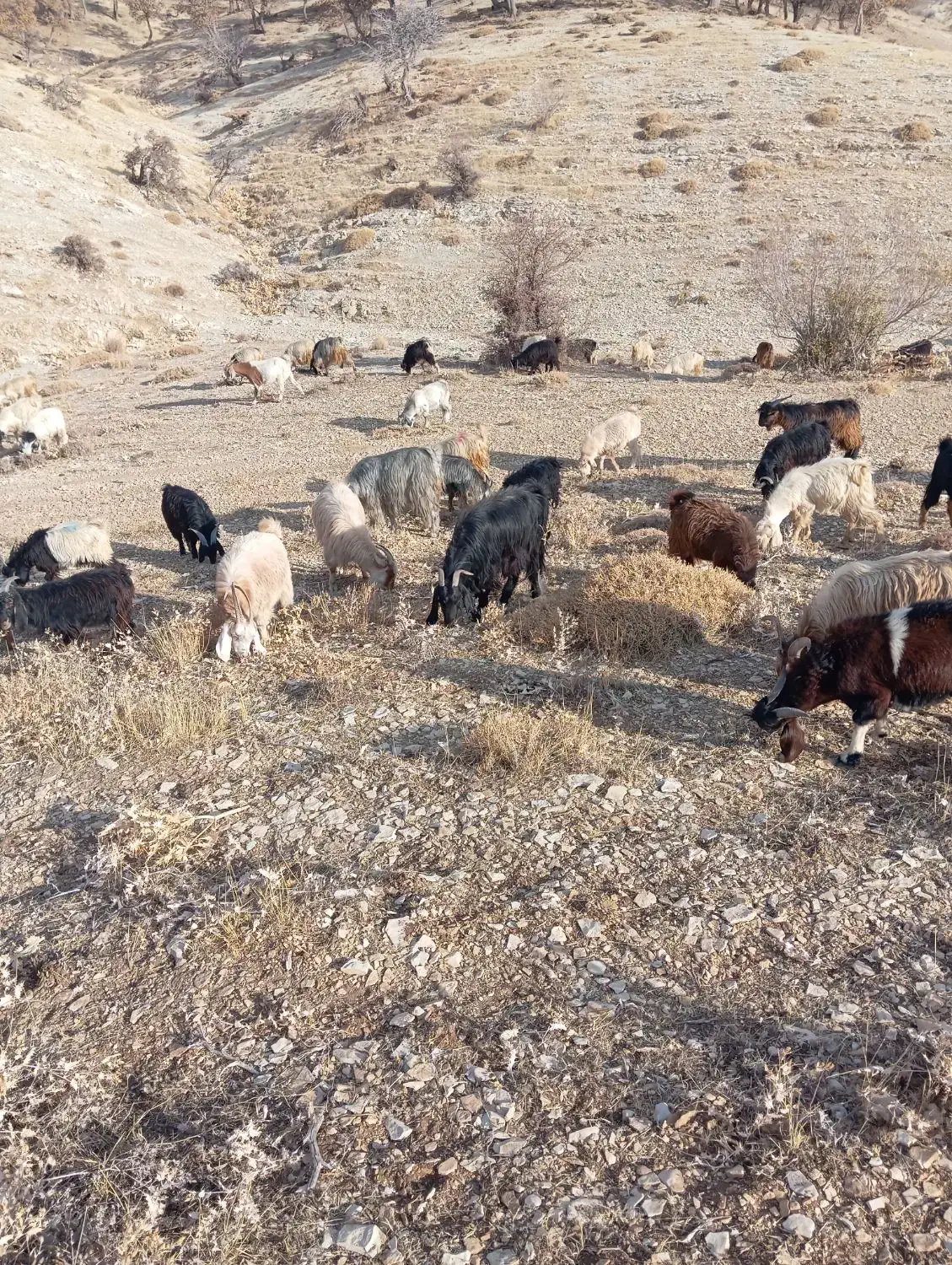 فروش تعدادی بزداشتی|حیوانات مزرعه|لوداب, |دیوار