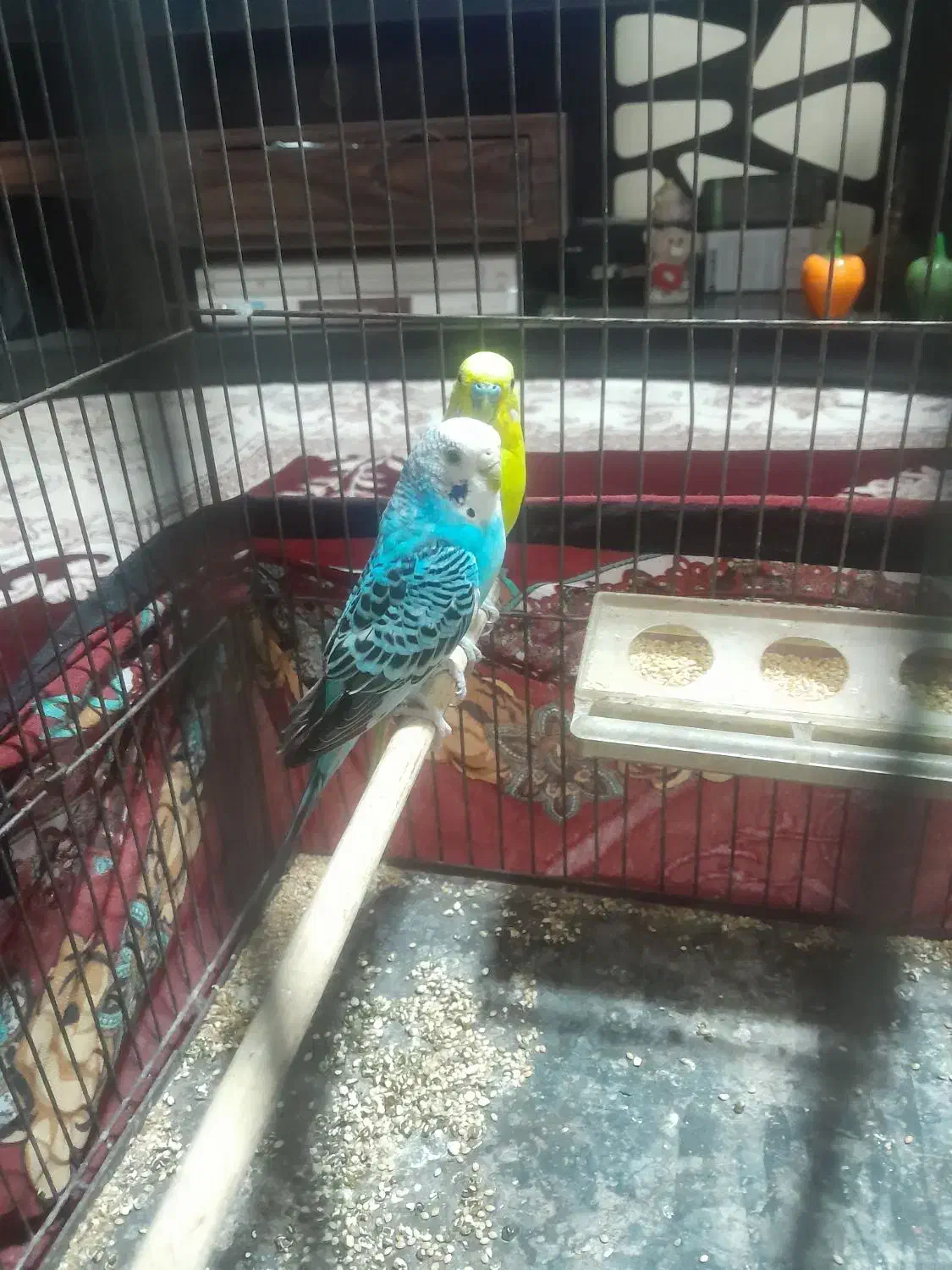 یه جفت مرغ عشق|پرنده|فسا, |دیوار