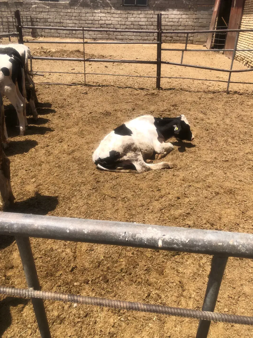 گاوداری|اجارهٔ دفتر صنعتی، کشاورزی، تجاری|شهرکرد, |دیوار