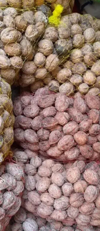 گردو|عمده‌فروشی|خرمدره, |دیوار