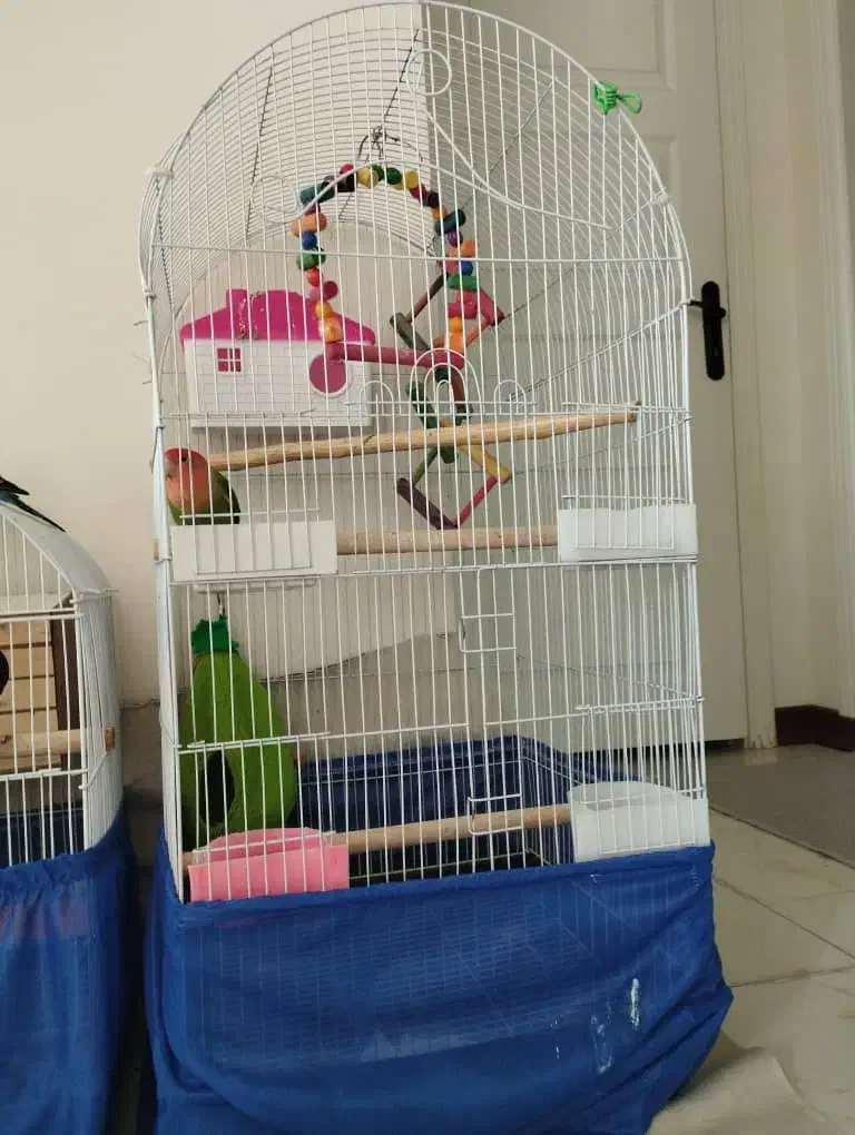 قفس پرنده درحد نو بزرگ و کوچک|لوازم جانبی حیوانات|پردیس, فاز ۱۱|دیوار