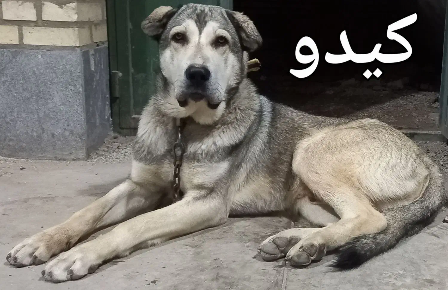 پژدر|سگ|ابهر, |دیوار