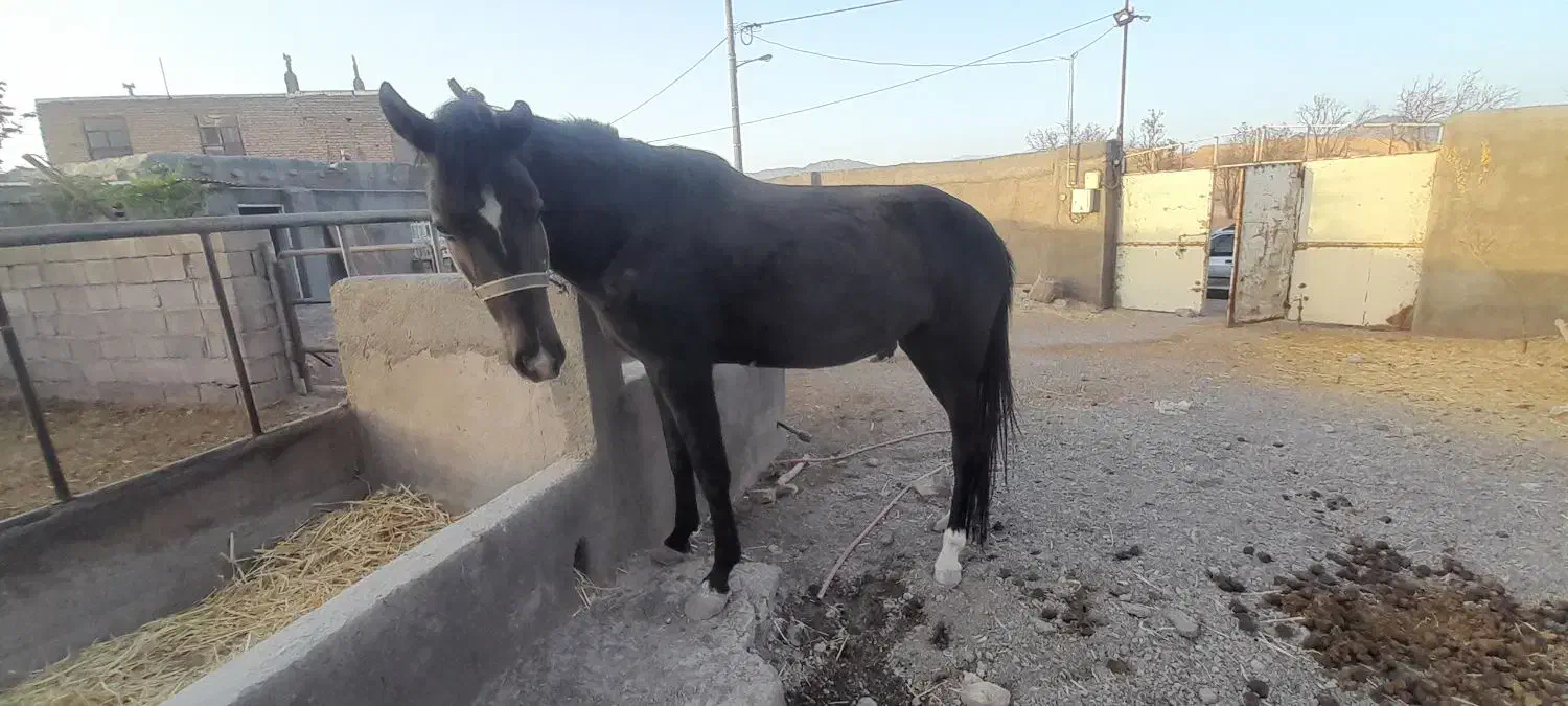 اسب مادیون ترکمن مشکی آبستن|اسب و تجهیزات اسبسواری|مشهد, گاز|دیوار