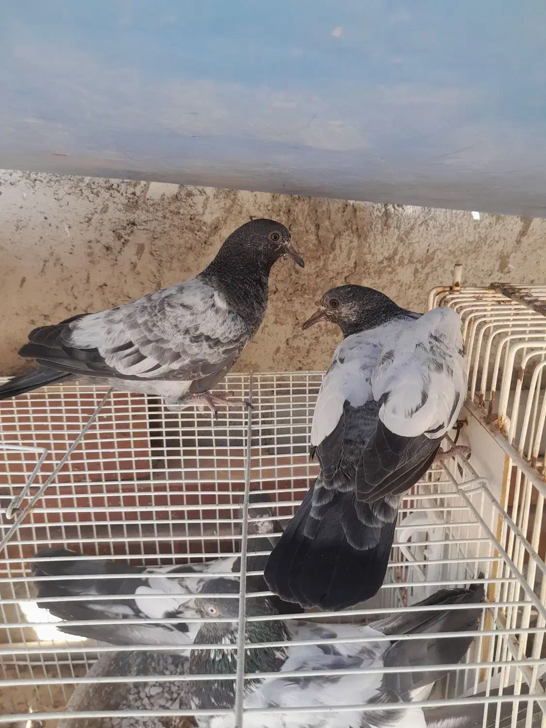 جفت جوجه تیدی ایسین|پرنده|بندرعباس, |دیوار