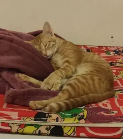 واگذاری گربه نارنجی ماده|گربه|زابل, |دیوار