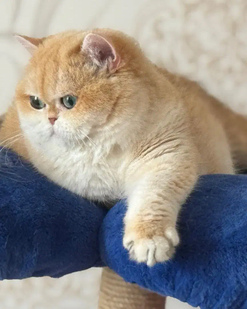 حرآا ج قصر طلایی گربه های نادر و اشرا فی بغلی|گربه|تهران, فرحزاد|دیوار