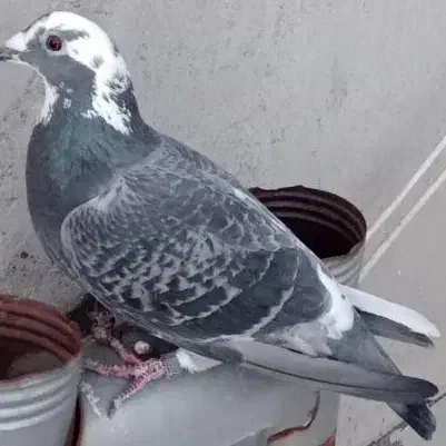 کفتر|پرنده|اردبیل, |دیوار