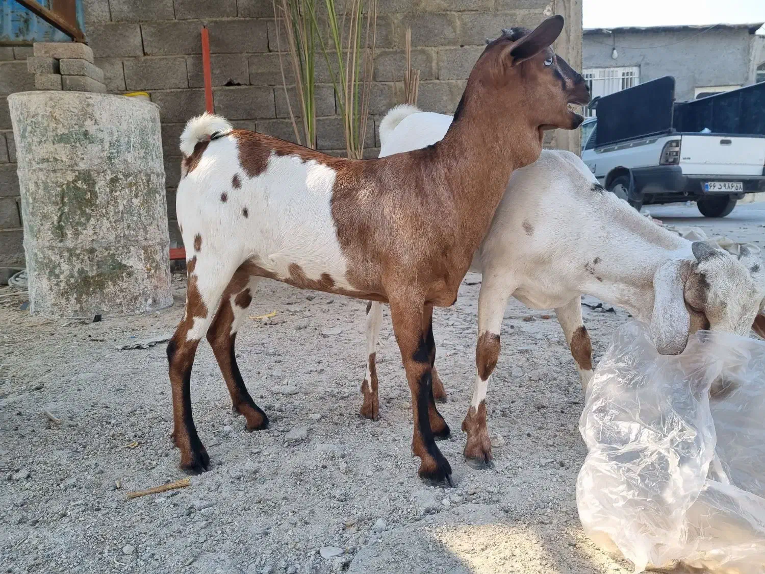 ماده صومال اصل|حیوانات مزرعه|عسلویه, |دیوار