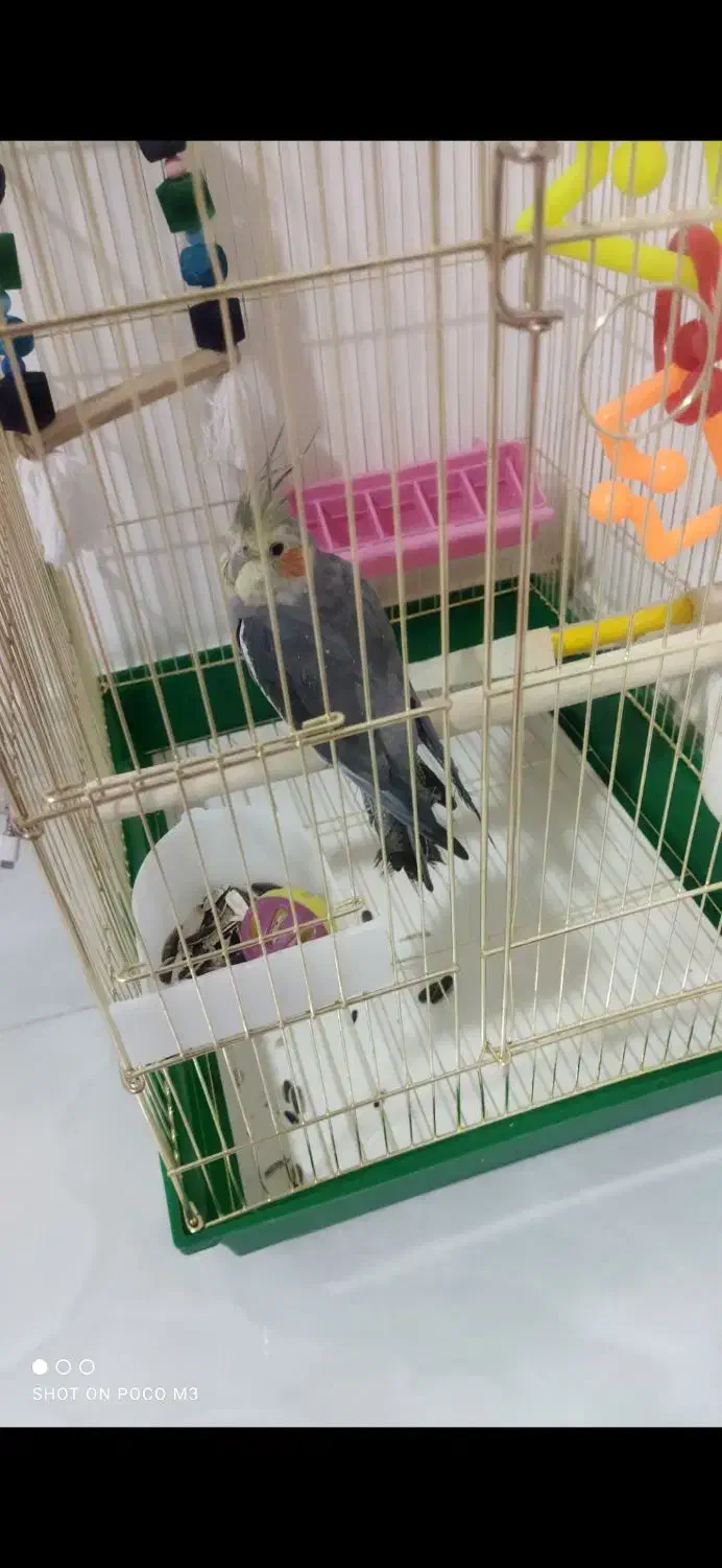 عروس هلندی|پرنده|کرمانشاه, |دیوار