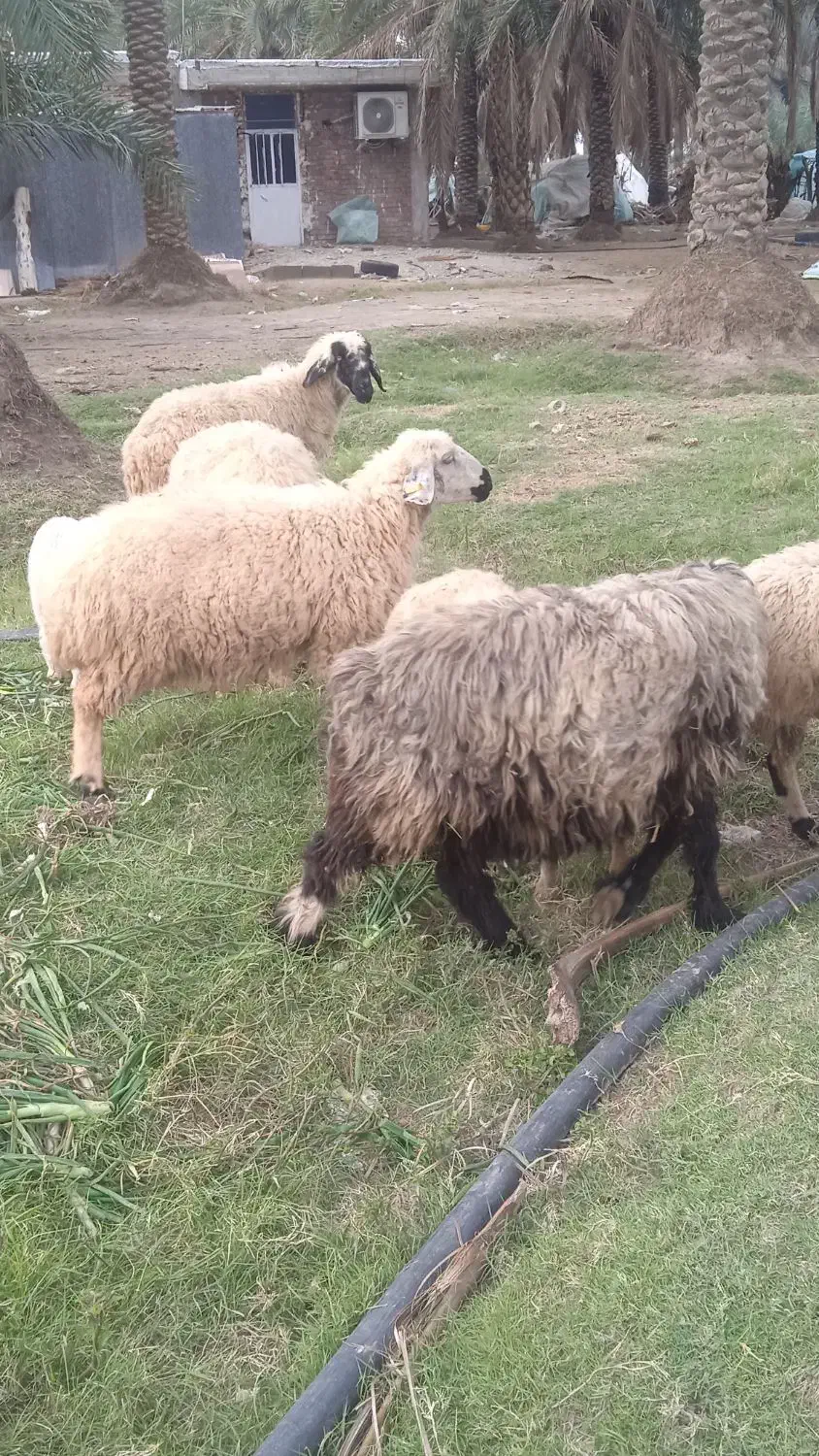 میش|حیوانات مزرعه|جیرفت, |دیوار