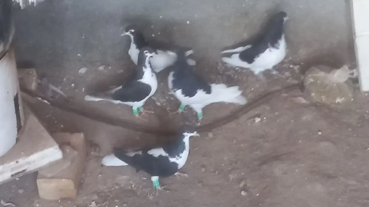 کبوتر|پرنده|زبرخان, |دیوار