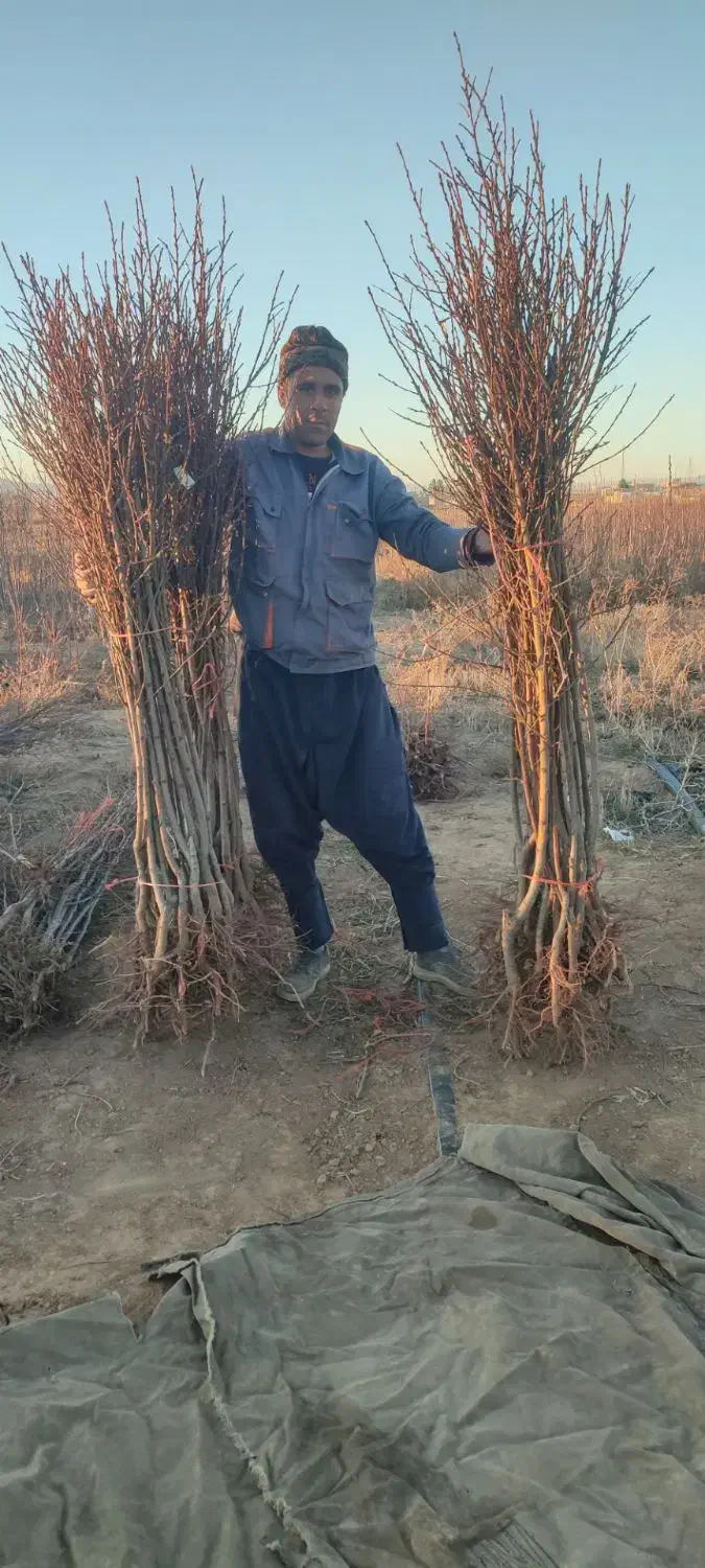 نهال انگورومیوه|عمدهفروشی|اقبالیه, |دیوار