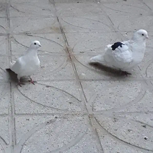 کفتر تهرانی پریشی|پرنده|شیراز, کوشک میدان|دیوار