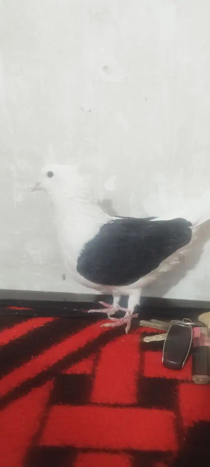 ماده پشت سیاه عطیقه فوق درشت ...۷&۹|پرنده|آبگرم, |دیوار