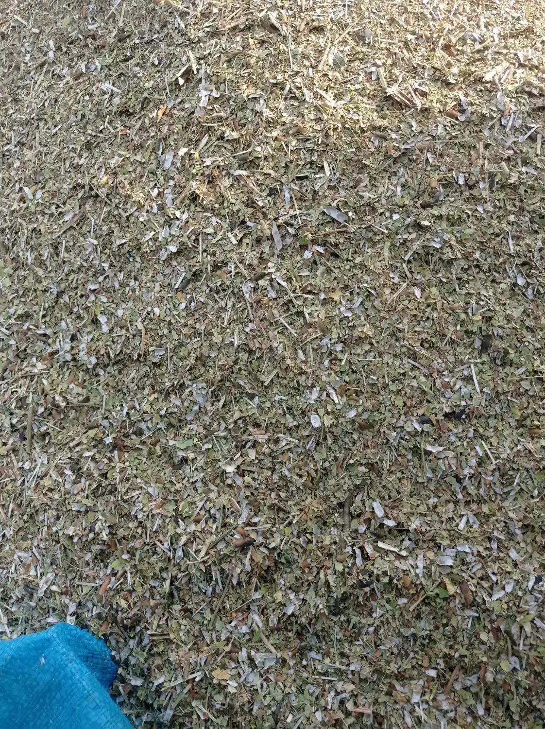 کاه ماشک سبز فروش فوری|حیوانات مزرعه|چرام, |دیوار