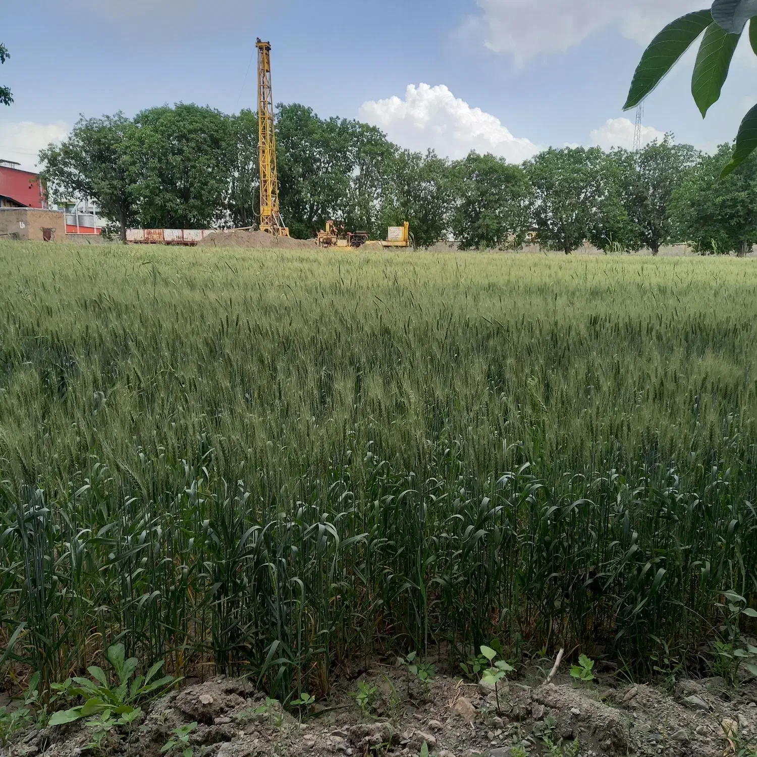 یک هکتار زمین کشاورزی دیوار به دیوار شهرک صنعتی|فروش دفتر صنعتی، کشاورزی، تجاری|سیلاخور, |دیوار