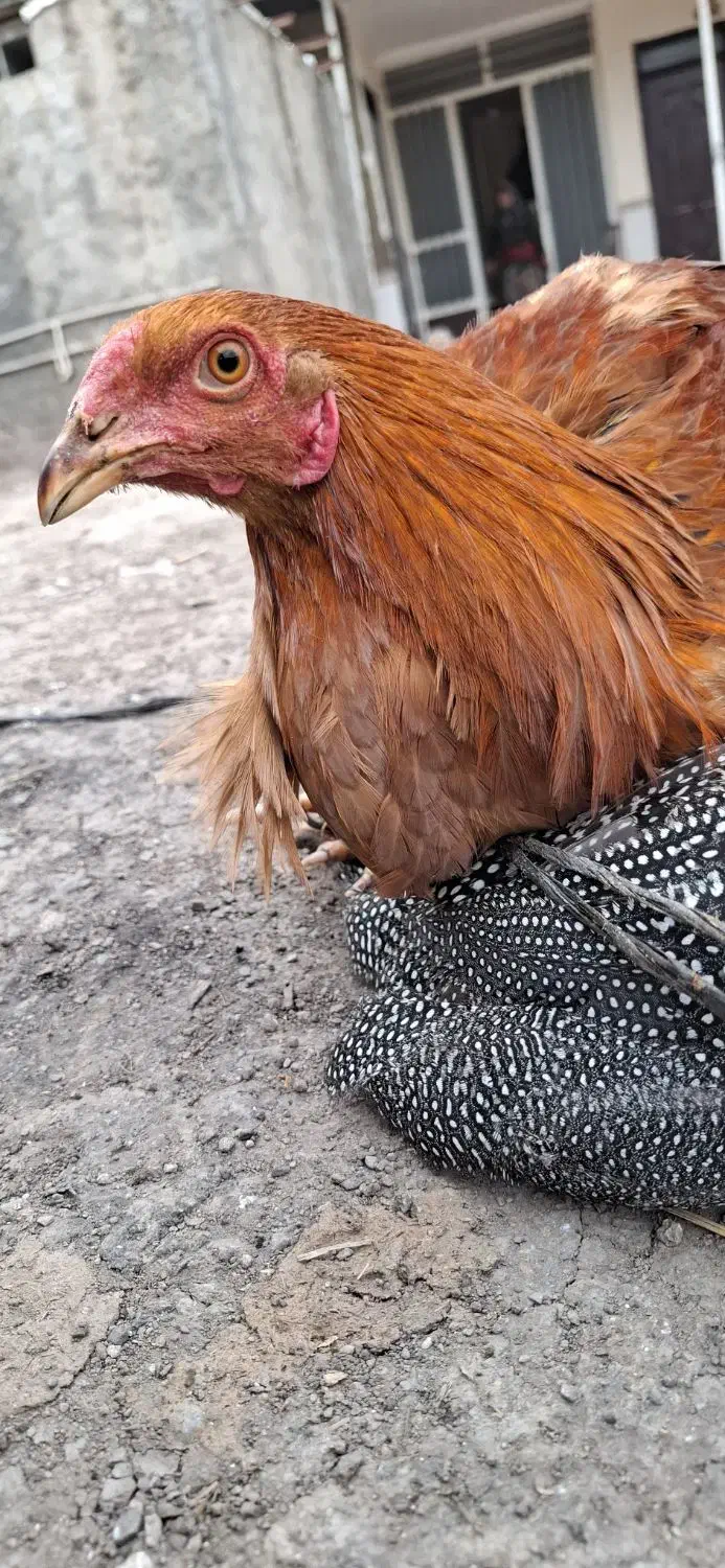 مرغ شاخدار و خروس دو رگه محلی و لاری|حیوانات مزرعه|مزرعه کتول, |دیوار