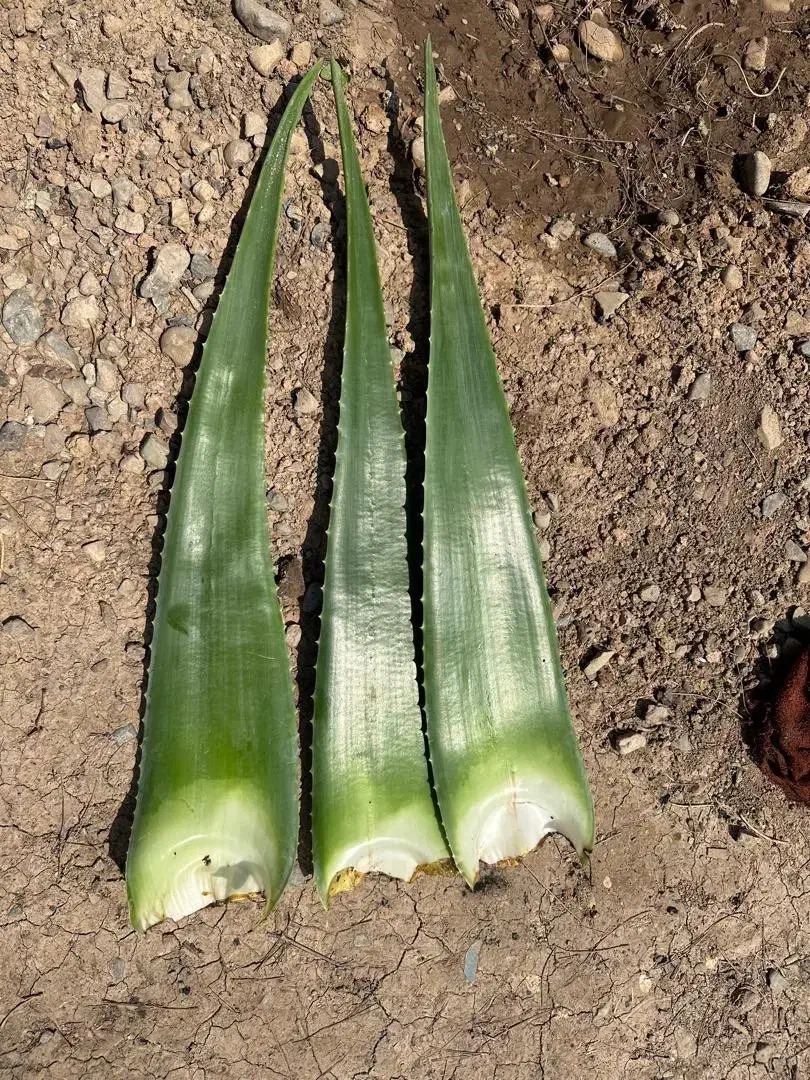 برگ الوراا|عمده‌فروشی|کرج, انبار مپنا|دیوار