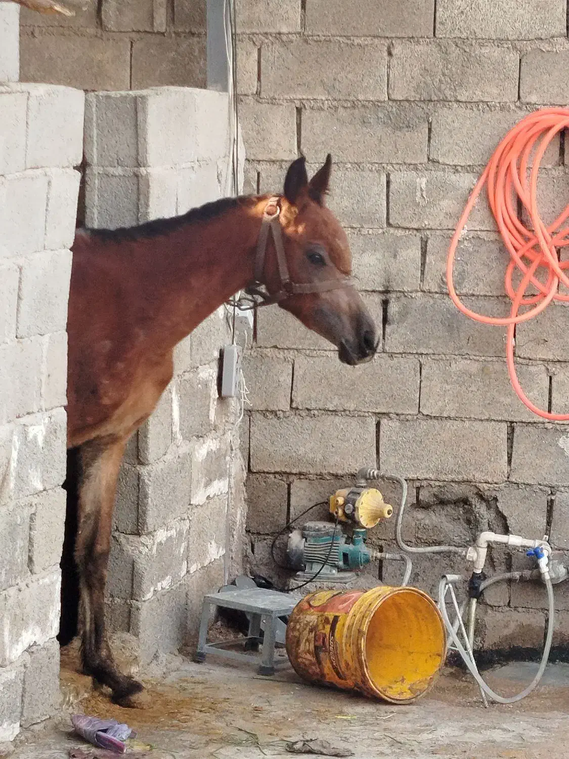 کره اسب|اسب و تجهیزات اسب‌سواری|دزفول, |دیوار