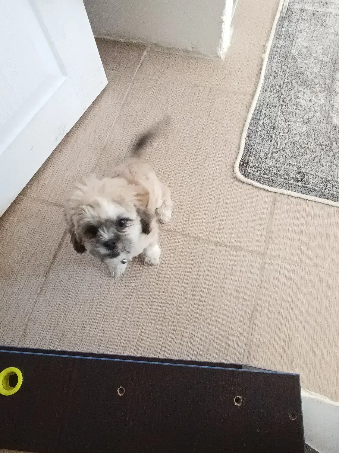 واگذاری سگ خانگی|سگ|پردیس, فاز ۹|دیوار