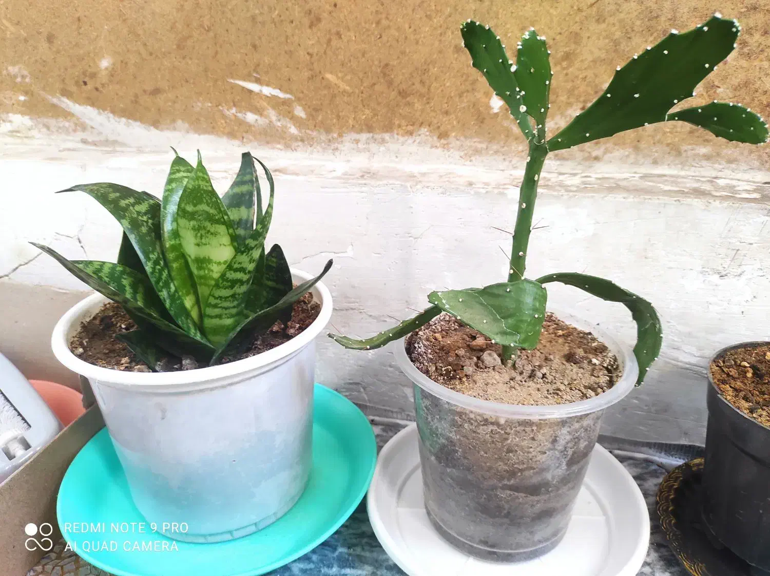 سالم سالم ریشه دارباهم 120مقطوع|ماهیگیری|کرمانشاه, |دیوار