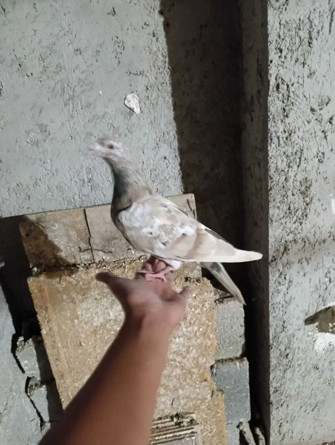 کبوتر سرور گم شده آبپخش|حیوانات|آبپخش, |دیوار