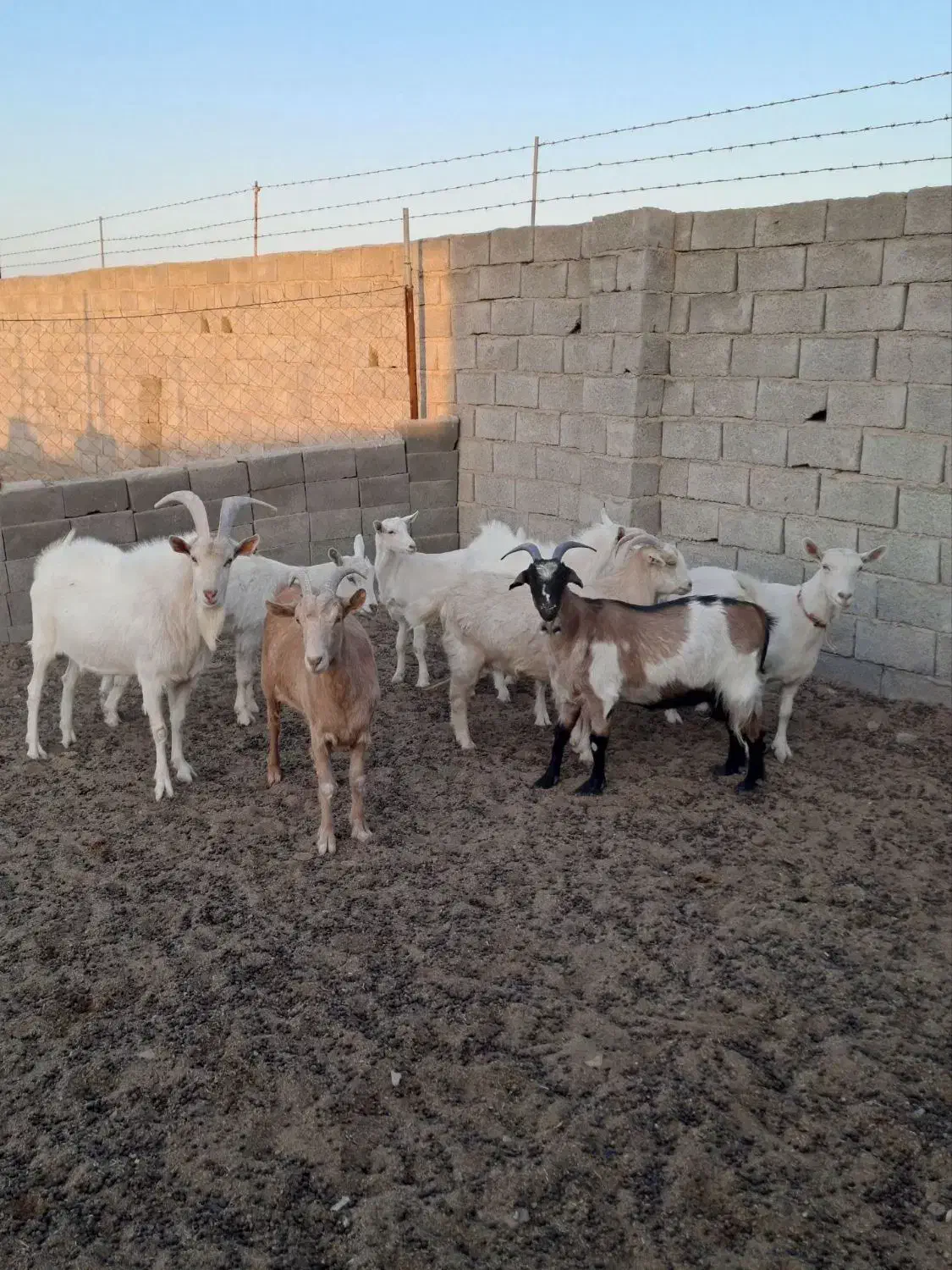 بز سانن و میش رومن|حیوانات مزرعه|اراک, |دیوار