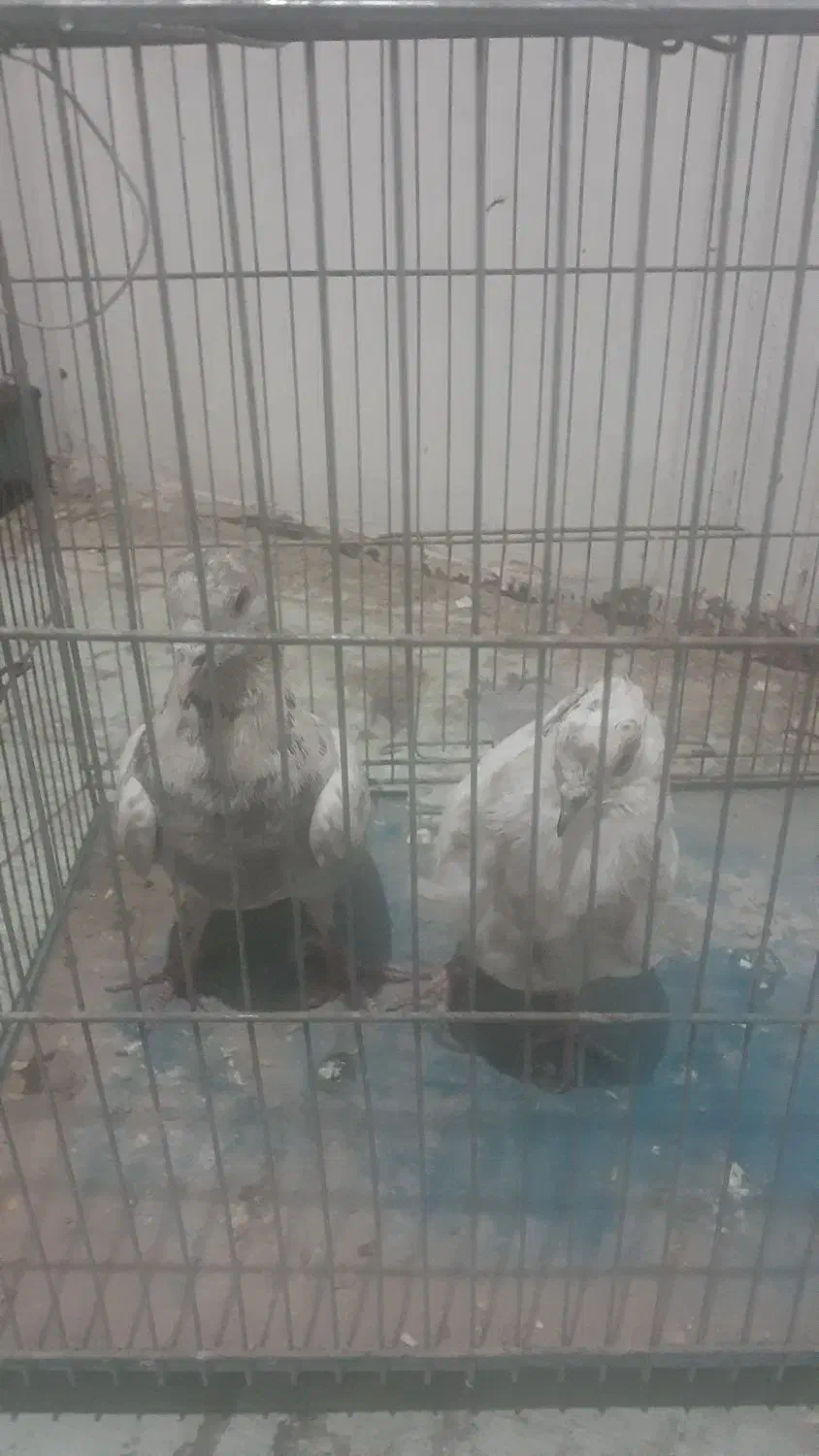 کفتر|پرنده|قم, انسجام|دیوار