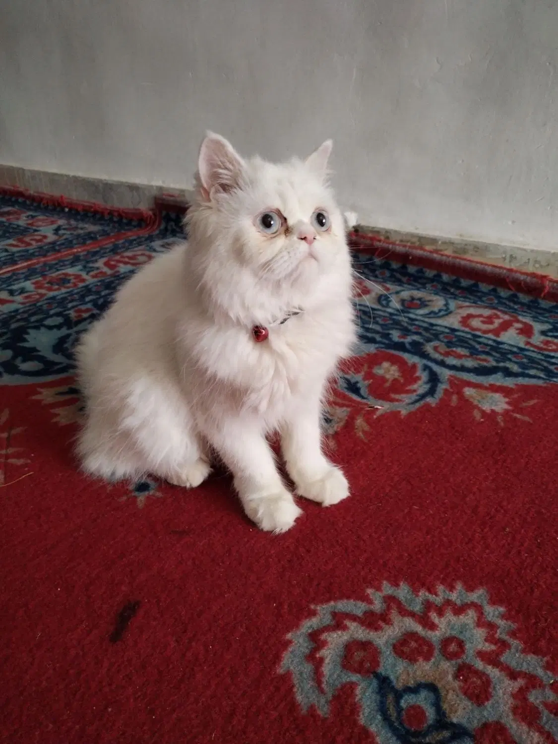 گربه|گربه|گناباد, |دیوار
