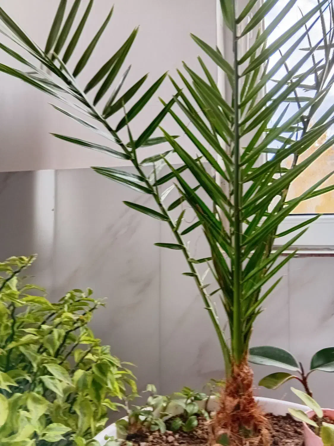 درختچه خرما|گل و گیاه طبیعی|بجنورد, |دیوار